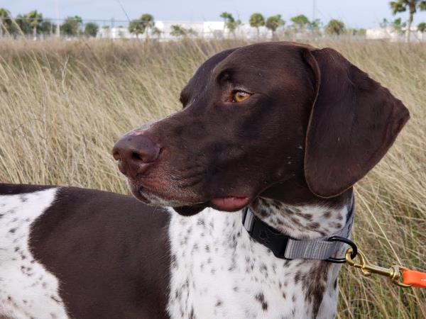 /images/uploads/southeast german shorthaired pointer rescue/segspcalendarcontest2019/entries/11458thumb.jpg